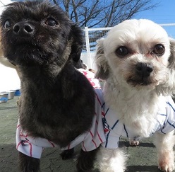 Daycare/Boarding